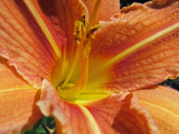 close up of a day lily