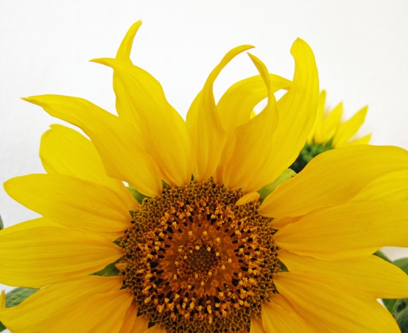 macro shot of upper part of a sunflower