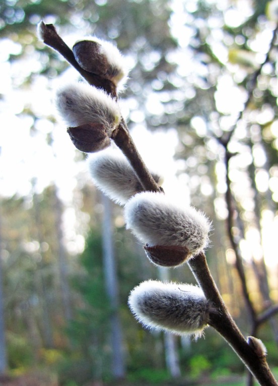 6 pussy willow buds