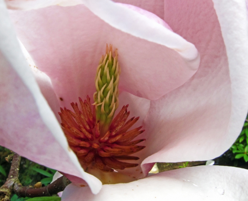 Inside of Tulip Tree Blossom